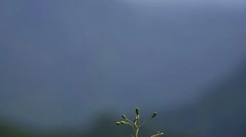 Mountains Stock Footage 11691834