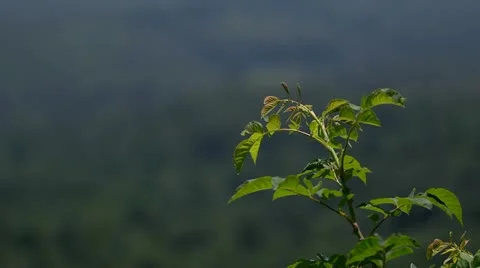Mountains Stock Footage 11692025