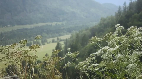 The mountains Stock Footage 87680061