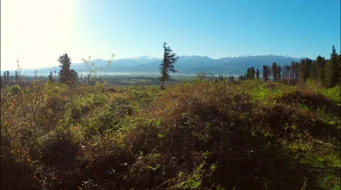Mountains with forest and meadow Stock Footage 49548343