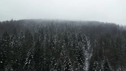 Mountains with forest Stock Footage 238770890