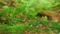 The mountains forest. The moss and fern HD Footage