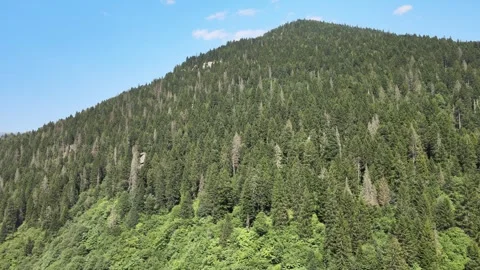 Mountains forest panoramic view Video stock 240774375