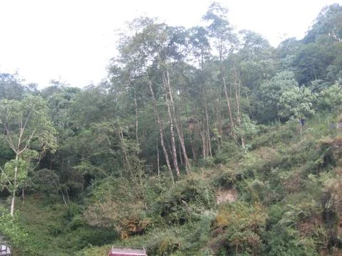 Mountains Forest Stock Photos