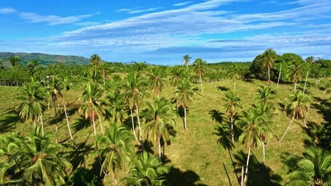 Mountains with forest trees and jungle. Summer trip to Latin America. 库存影片 331127218