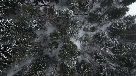 Mountains with forest2 Stock Footage 238774435