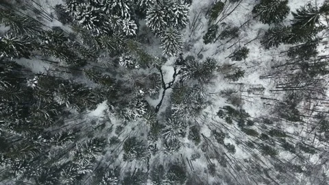 Mountains with forest3 Stock Footage 238774626