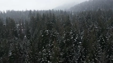 Mountains with forest6 Stock Footage 238775315