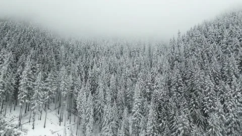 Mountains with forest9 Stock Footage 238846737