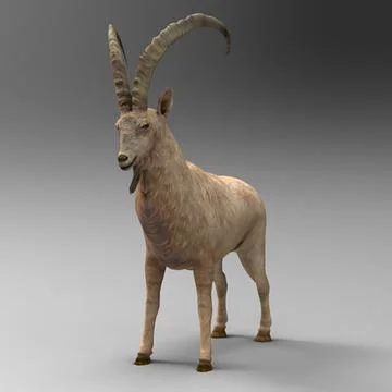 Mountains Goat 3D Model