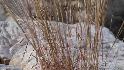 Mountains grass on rock with wind. Video stock 170117654