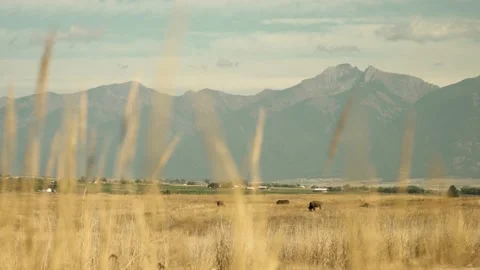 Mountains Grasses 4k Stock Footage 152592553