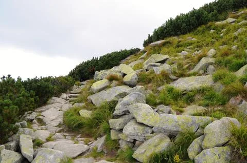 Mountains landscape with green forest and tree in foreground, background. Blu Stock Photos