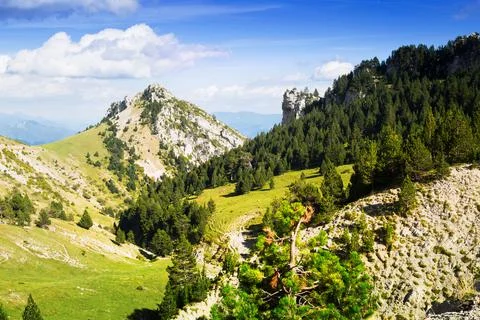 Mountains landscape with pine trees Stock Photos