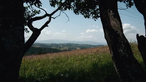 Mountains landscape with trees on foreground 스톡 동영상 159549754