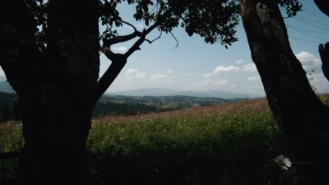 Mountains landscape with trees on foreground Stock Footage 159549778