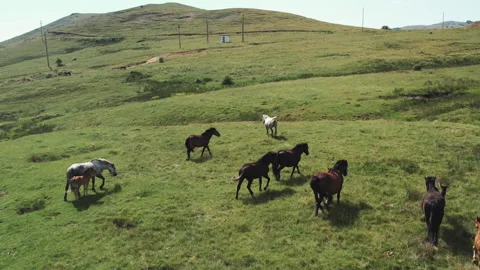 Mountains meadow landscape with herd of wild horses grazing, slow motion aeri Stock Footage 330055686