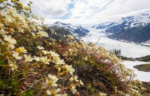 Mountains meadow Photos