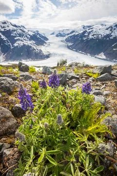 Mountains meadow Photos