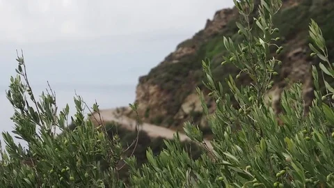 Mountains olives tree, two shots  Stock Footage 73266122
