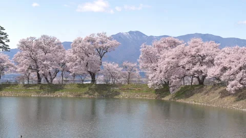 Mountains over Cherry Blossoms Reflected in a Pond Stock-Footage 148136426