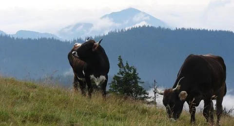 In the mountains Stock Photos