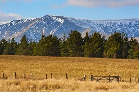 Mountains pine trees fields Stock Photos