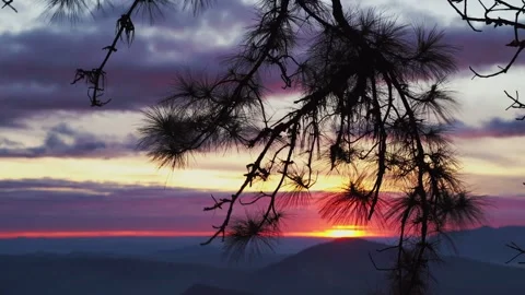 Mountains with pine viwe Stock Footage 249264604