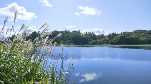 Mountains, pond and jpnese silver grass swaying in the wind Stock Footage 319922455