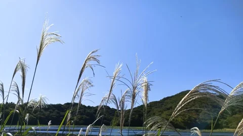Mountains, pond and jpnese silver grass swaying in the wind Stock-Footage 319922460