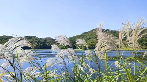 Mountains, pond and jpnese silver grass swaying in the wind Stock-Footage 320328097