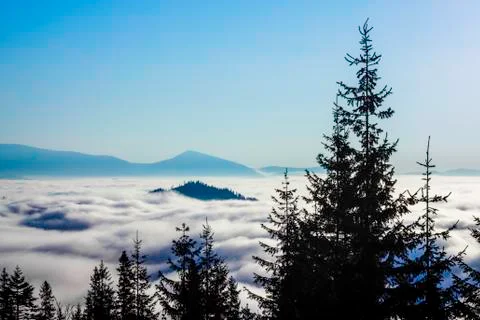 Mountains protrude from the clouds, spruce on the  front background Stock Photos