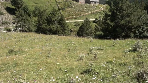 Mountains of the Pyrenees in the Valley of Aran in summer Stock-Footage 97650697