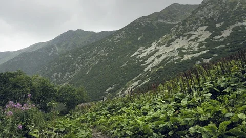 Mountains in rain and mist. Drops drip, wet and cold mountain in fog Vidéo 102580008