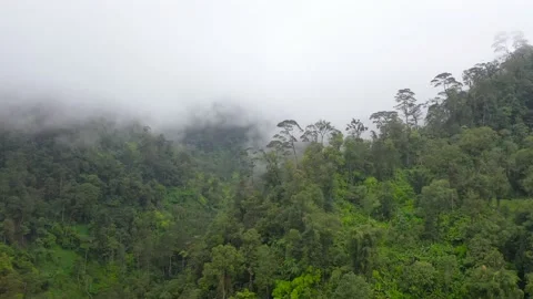 Mountains with rainforest and clouds. Philippines, Mindanao Vídeos de archivo 149664561