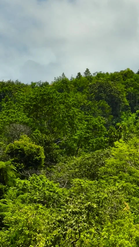 Mountains with rainforest and jungle. Sumatra, Indonesia. Stock Footage 301940853