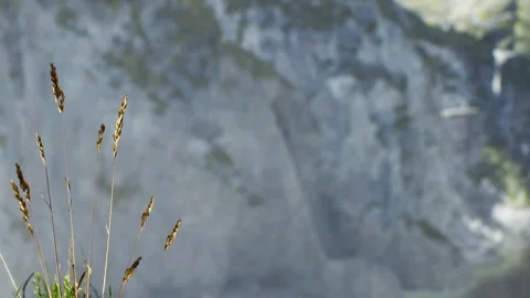 Mountains rise over a clear sky with grass and flowers in focus below Stock Footage 340232088