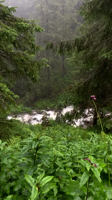 Mountains river creek close up Stock Footage 219306409