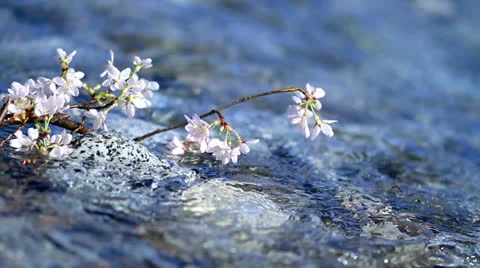 Mountains river. Stock-Footage 22529909