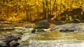 The mountains river in the forest. Autumn HD Footage