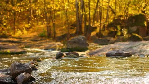 The mountains river in the forest. Autumn Stock Footage 8984648