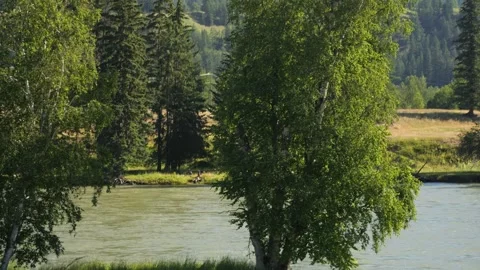 Mountains to Sheep Grazing by a River - Pan Down Stock Footage 240645696
