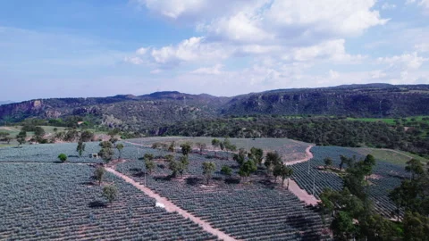 MOUNTAINS, SKY AND AGAVE Stock Footage 281463170