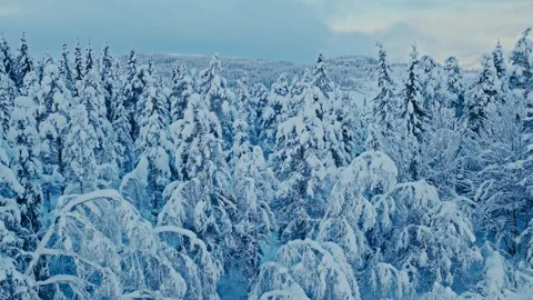 Mountains With Snow-Laden Trees During Winter. Aerial Shot Stock-Footage 329531072