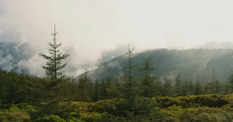 Mountains soars after rain. The couple emerges from the slopes of the pine Stock Footage 126586396