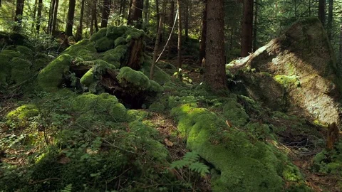 Mountains' stones, mosses, trees and ferns Stock Footage 74818550