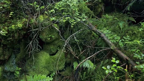 Mountains' stones, mosses, trees and ferns Stock Footage 74818708