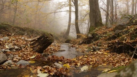 Mountain's stream in the autumn Stock-Footage 110806466