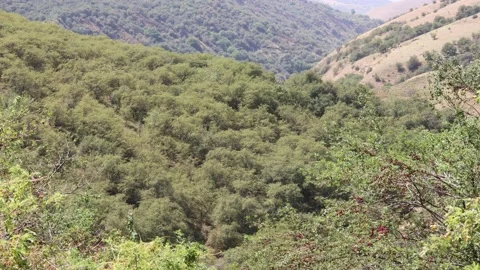 Mountains Summer Background Stock Footage 202204662