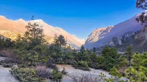 Mountains in the sun above a sparse forest in the shade. 库存照片